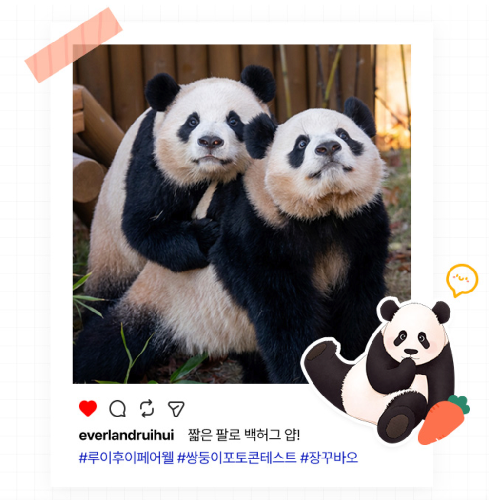 에버랜드 쌍둥이 판다 루이바오 후이바오